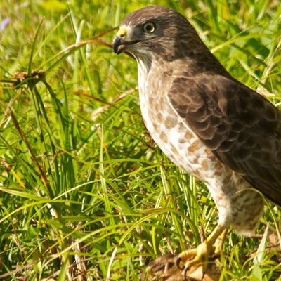 Broad-winged Hawk