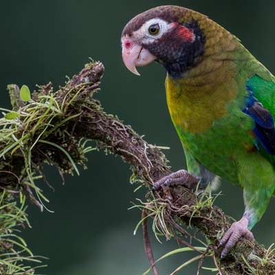 Brown-hooded Parrot