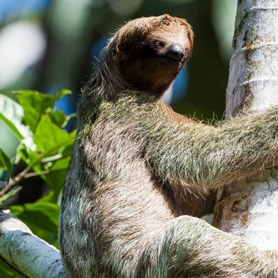 Brown-throated Three-toed Sloth