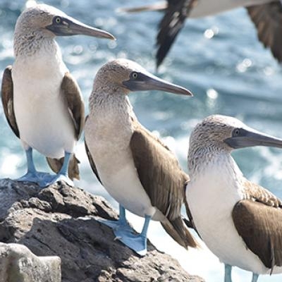 Blue-footed Boobies