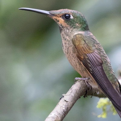 Buff-tailed Coronet