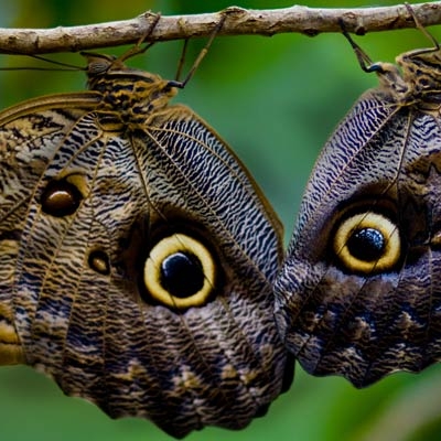 Butterflies