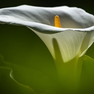 Calla lily