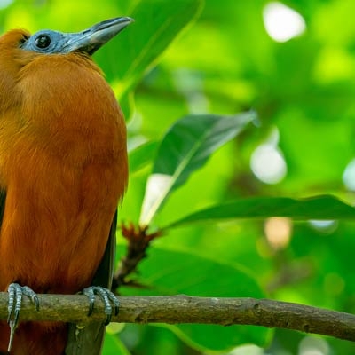 Capuchinbird
