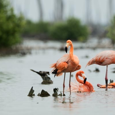American Flamingo