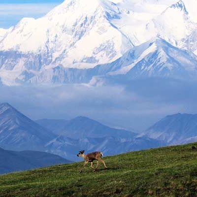 Caribou in Denali National Park, Alaska