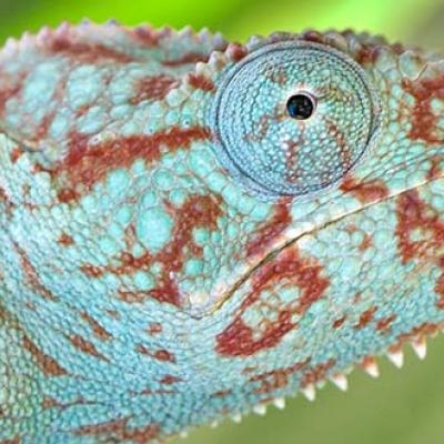 Chameleon