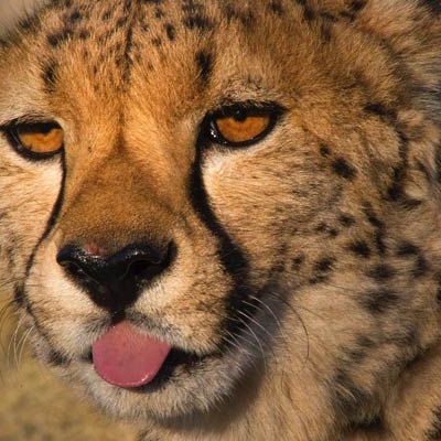 Cheetah