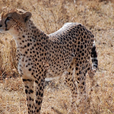 Cheetah in the Seregenti