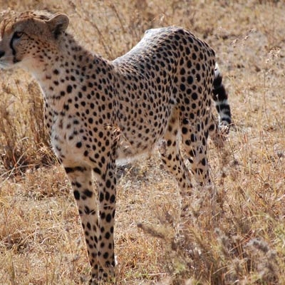 Cheetah in Serengeti National Park