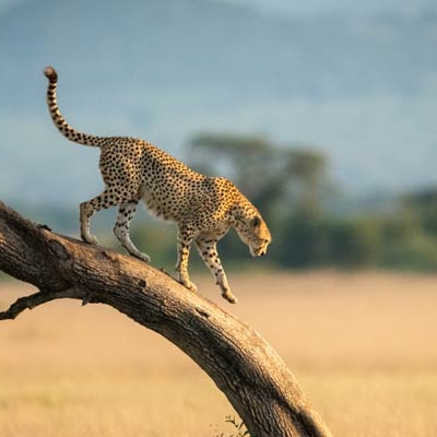 Cheetah