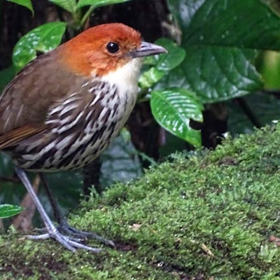 Chestnut-crowned Antpitta at Refugio Paz de las Aves