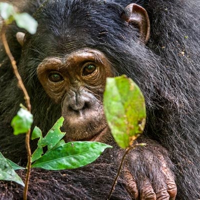 Chimpanzee in Kibale forest