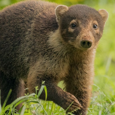 Coati