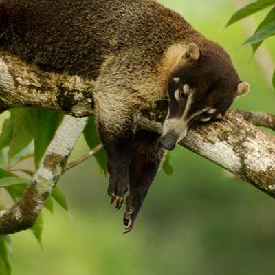 Coati