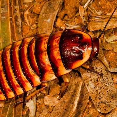 Hissing cockroach