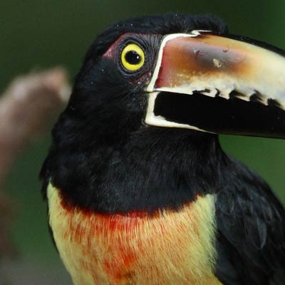 Collared Aracari