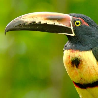 Collared Aracari