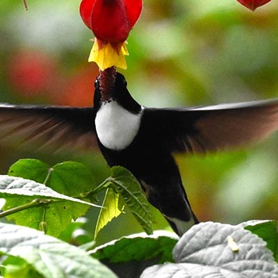 Collared Inca