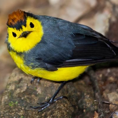 Collared Redstart