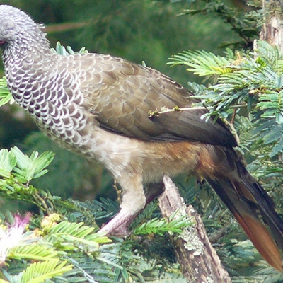 Colombian Chachalaca