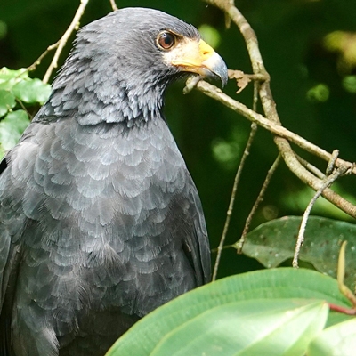 Common Black Hawk