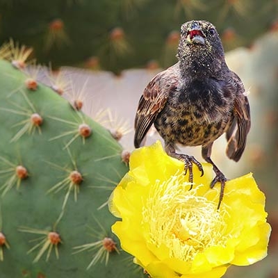 Common Cactus-Finch