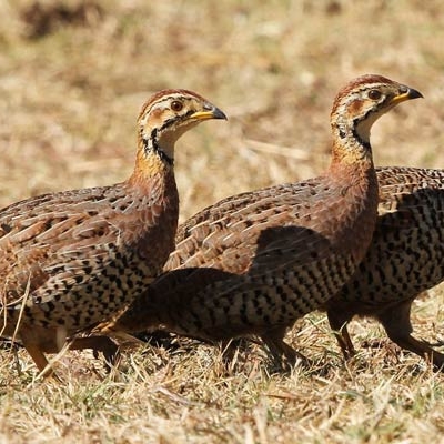 Coqui Francolin