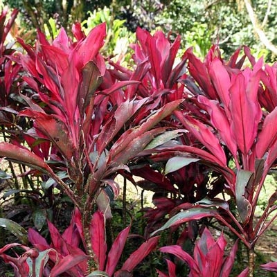 Cordyline at Wilson Botanical Garden
