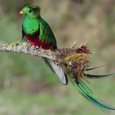 Resplendent Quetzal