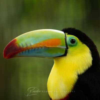 Keel-billed Toucan