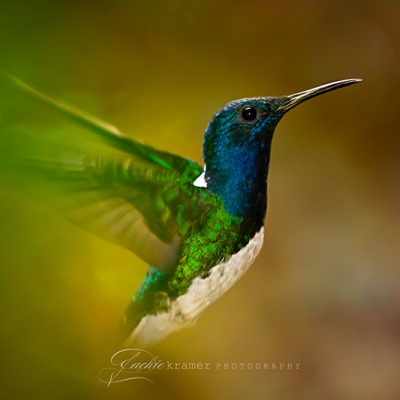 White-necked Jacobin
