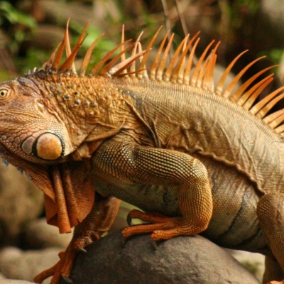 Iguana