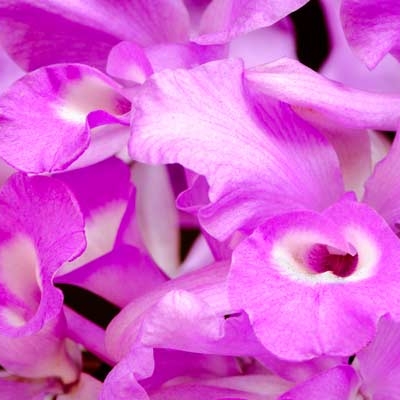 Guaria morada (Guarianthe skinneri), Costa Rica's national flower