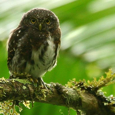 Costa Rican Pygmy-Owl