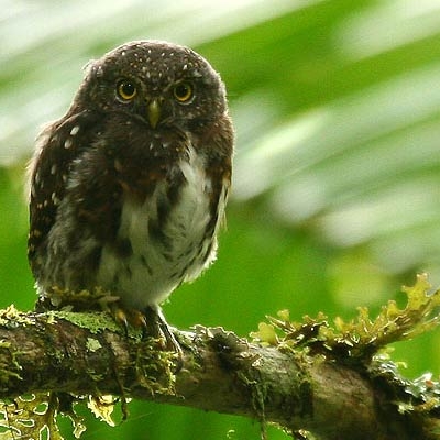 Costa Rican Pygmy-Owl