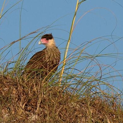 Crested Caracaras