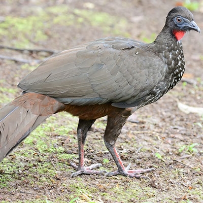 Crested Guan