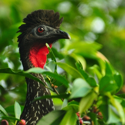 Crested Guan