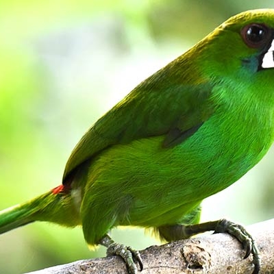 Crimson-rumped Toucanet