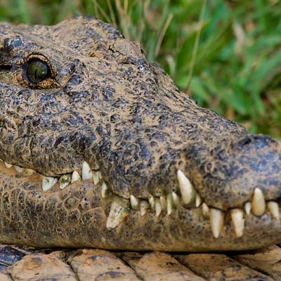 Nile crocodile