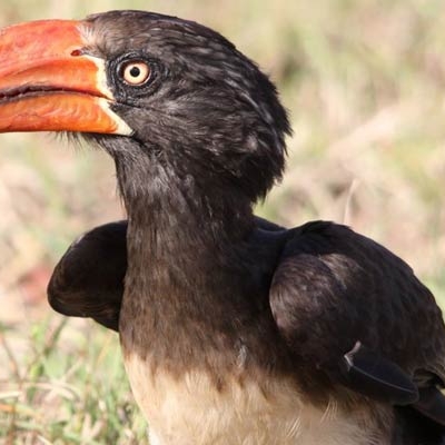 Crowned Hornbill