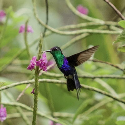 Crowned Woodnymph