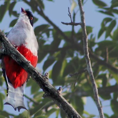 Cuba's national bird, the Cuban Trogon (Priotelus temnurus)