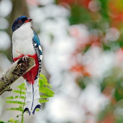 Cuban Trogon