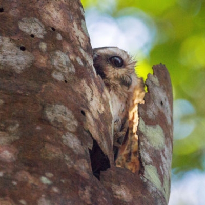 Bare-legged Owl