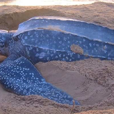 Leatherback sea turtle