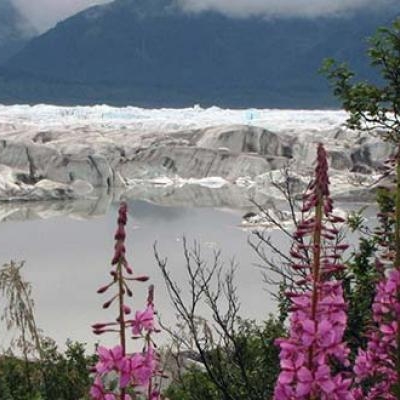 Fireweed wildflowers 