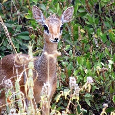 Dik-dik, a type of antelope