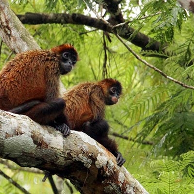Spider monkeys